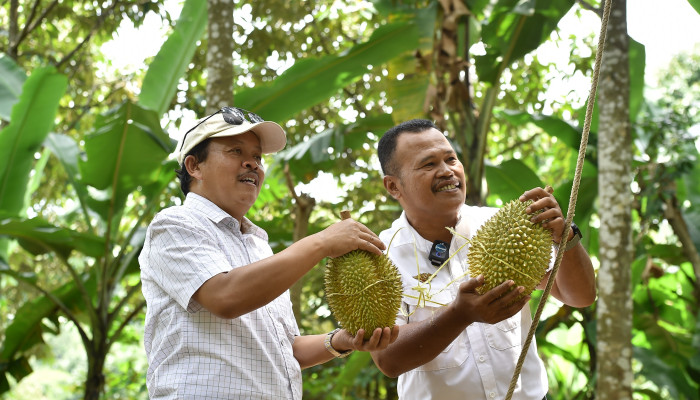 Kecamatan Lumbang Merupakan Salah Satu Sentra Durian Terbaik Jawa Timur,Siap Menyambut Wisatawan