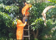 Respons Cepat Damkar Sukodono Evakuasi Sarang Tawon Vespa Di Krembangan Taman