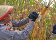 Panen Jagung Kuartal I 2026 Di Seduri, Kapolsek Balongbendo Dorong Pemanfaatan Lahan Produktif