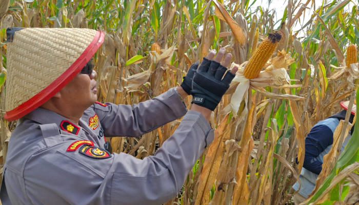 Panen Jagung Kuartal I 2026 Di Seduri, Kapolsek Balongbendo Dorong Pemanfaatan Lahan Produktif