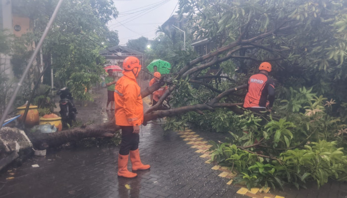 Cuaca Ekstrem Terjang Sidoarjo, Ratusan Rumah Rusak Dan Pohon Tumbang