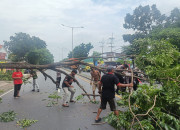 Pohon Tumbang Di Depan Wisma Trosobo Taman, Lalu Lintas Arah Krian Sempat Lumpuh