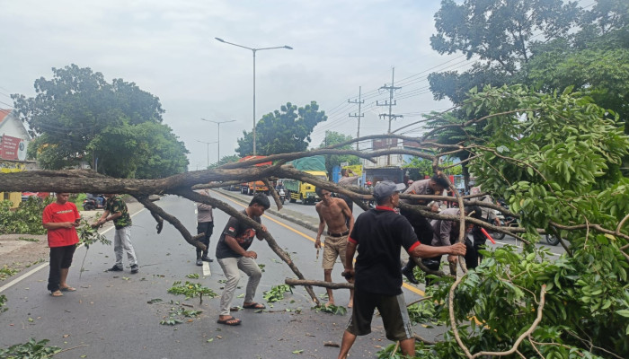 Pohon Tumbang Di Depan Wisma Trosobo Taman, Lalu Lintas Arah Krian Sempat Lumpuh