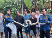 Resahkan Warga Perumahan Graha Kuncara Kemiri, Ular Sanca Kembang Berhasil Dievakuasi Tim Rescue Bpbd Sidoarjo