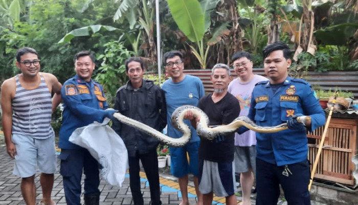 Resahkan Warga Perumahan Graha Kuncara Kemiri, Ular Sanca Kembang Berhasil Dievakuasi Tim Rescue Bpbd Sidoarjo