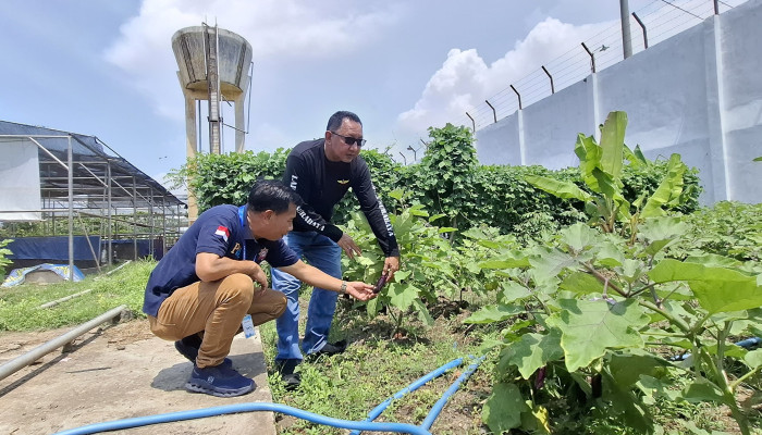 Lapas Porong Kembangkan Pertanian Produktif, Warga Binaan Disiapkan Mandiri