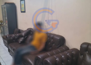 Ditemukan Dengan Leher Terlilit Selang Air, Kematian Kades Buncitan Masih Didalami Polisi