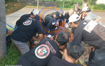 Tebar Kepedulian, Pemuda Pancasila Pac Taman Sembelih 1 Sapi Dan 12 Kambing Di Hari Raya Idul Adha