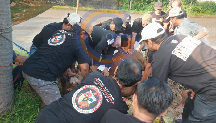 Tebar Kepedulian, Pemuda Pancasila Pac Taman Sembelih 1 Sapi Dan 12 Kambing Di Hari Raya Idul Adha