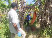 Mayat Pria Misterius Ditemukan Membusuk Di Sawah Prambon, Polisi Selidiki Identitas Korban