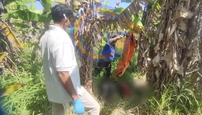 Mayat Pria Misterius Ditemukan Membusuk Di Sawah Prambon, Polisi Selidiki Identitas Korban