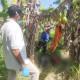 Mayat Pria Misterius Ditemukan Membusuk Di Sawah Prambon, Polisi Selidiki Identitas Korban