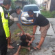 Diteriaki Maling Saat Masuk Kamar Kos, Pria Asal Maluku Diamankan Polsek Balongbendo