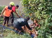 Serba-Serbi Idul Adha: Sapi Limosin 700 Kilogram Terjebak Lumpur Sungai Di Sidoarjo