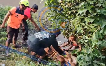Serba-Serbi Idul Adha: Sapi Limosin 700 Kilogram Terjebak Lumpur Sungai Di Sidoarjo