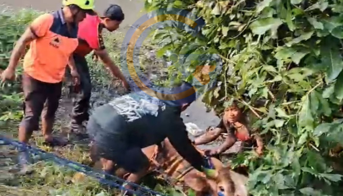 Serba-Serbi Idul Adha: Sapi Limosin 700 Kilogram Terjebak Lumpur Sungai Di Sidoarjo