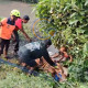 Serba-Serbi Idul Adha: Sapi Limosin 700 Kilogram Terjebak Lumpur Sungai Di Sidoarjo