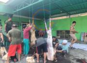 Koramil 0816/14 Taman Sembelih 6 Kambing Qurban, Wujud Nyata Kepedulian Tni Kepada Masyarakat