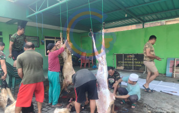 Koramil 0816/14 Taman Sembelih 6 Kambing Qurban, Wujud Nyata Kepedulian Tni Kepada Masyarakat