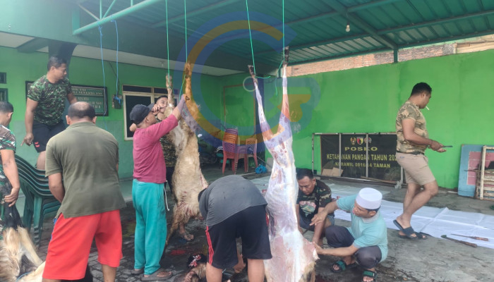 Koramil 0816/14 Taman Sembelih 6 Kambing Qurban, Wujud Nyata Kepedulian Tni Kepada Masyarakat