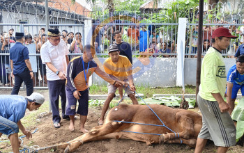 Lapas Kelas I Surabaya Gelar Penyembelihan Hewan Qurban Dan Bagikan Ke Panti Asuhan