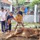 Lapas Kelas I Surabaya Gelar Penyembelihan Hewan Qurban Dan Bagikan Ke Panti Asuhan
