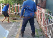 Resahkan Warga Geluran, Seekor Landak Berhasil Ditangkap Tim Rescue Damkar Sukodono