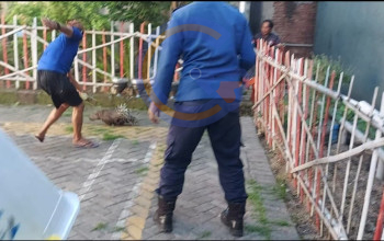 Resahkan Warga Geluran, Seekor Landak Berhasil Ditangkap Tim Rescue Damkar Sukodono