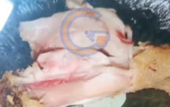 Temuan Ayam Kurang Matang Di Mbg Tarik Jadi Evaluasi, Sppg Sekargalih Perketat Proses Produksi