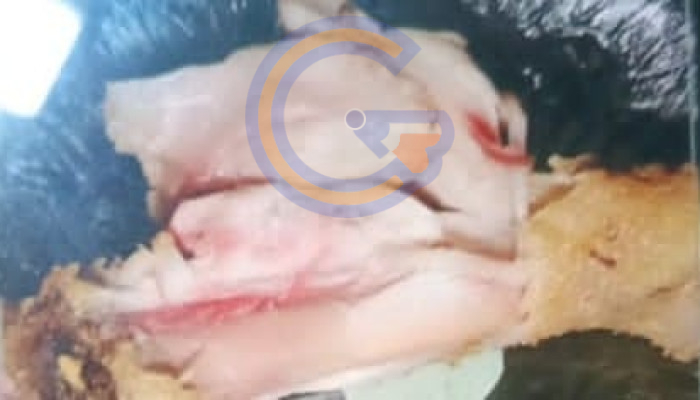 Temuan Ayam Kurang Matang Di Mbg Tarik Jadi Evaluasi, Sppg Sekargalih Perketat Proses Produksi