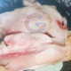 Temuan Ayam Kurang Matang Di Mbg Tarik Jadi Evaluasi, Sppg Sekargalih Perketat Proses Produksi