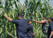Panen 250 Kilogram Jagung, Lapas Kelas I Surabaya Wujudkan Ketahanan Pangan Dan Kepedulian Sosial