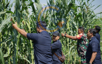Panen 250 Kilogram Jagung, Lapas Kelas I Surabaya Wujudkan Ketahanan Pangan Dan Kepedulian Sosial
