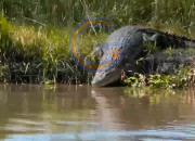 Buaya Muara Hampir 4 Meter Kembali Muncul Di Sungai Sidoarjo, Pengemudi Perahu Diminta Waspada