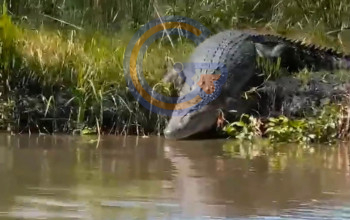 Buaya Muara Hampir 4 Meter Kembali Muncul Di Sungai Sidoarjo, Pengemudi Perahu Diminta Waspada
