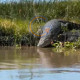 Buaya Muara Hampir 4 Meter Kembali Muncul Di Sungai Sidoarjo, Pengemudi Perahu Diminta Waspada