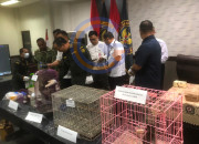 Gegara X-Ray, Koper Penumpang Di Bandara Juanda Ketahuan Sembunyikan Anakan Kera