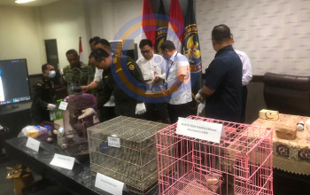 Gegara X-Ray, Koper Penumpang Di Bandara Juanda Ketahuan Sembunyikan Anakan Kera