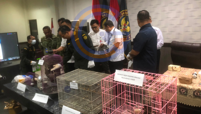 Gegara X-Ray, Koper Penumpang Di Bandara Juanda Ketahuan Sembunyikan Anakan Kera