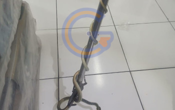 Sembunyi di Balik Tumpukan Kasur, Ular Sawah Berhasil Dievakuasi Petugas Damkar 2 20260917 162536