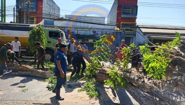 Bpbd Sidoarjo Gerak Cepat Evakuasi Pohon Tumbang Di Raya Tebel, Dua Orang Jadi Korban