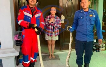 Ular Sanca Masuk Rumah Warga di Bluru Permai, Petugas Damkar Sidoarjo Bergerak Cepat Evakuasi 3 20261031 211314 1