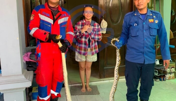 Ular Sanca Masuk Rumah Warga Di Bluru Permai, Petugas Damkar Sidoarjo Bergerak Cepat Evakuasi
